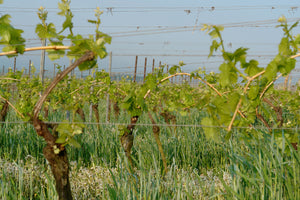 Foto 2 von Weingut Heinrich Groh