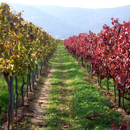 Foto 1 von Weingut Heinrich Krieger GdbR