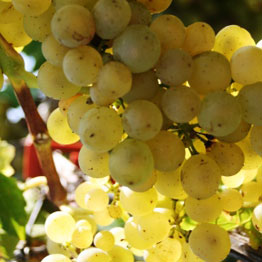 Foto 6 von Weingut Heinrich Krieger GdbR